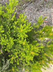 Persoonia chamaepitys
