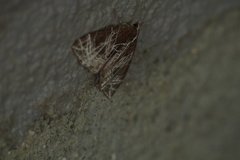Evecliptopera illitata