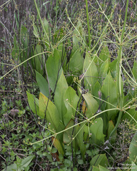 Alisma lanceolatum