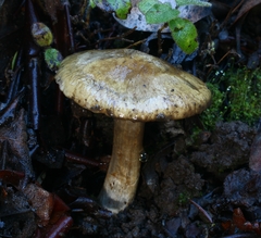 Cortinarius infractus