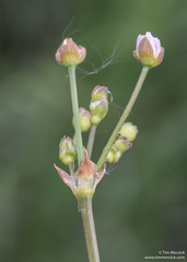 Alisma lanceolatum