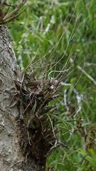 Dendrobium canaliculatum