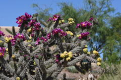 Cylindropuntia imbricata