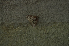 Evecliptopera illitata