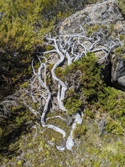 Microcachrys tetragona