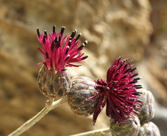 Centaurea rechingeri