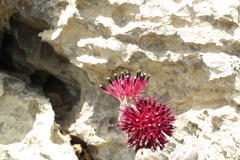 Centaurea rechingeri
