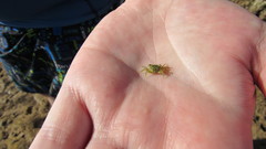 Pachygrapsus minutus