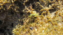 Pachygrapsus minutus