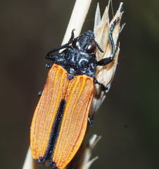 Castiarina nasuta