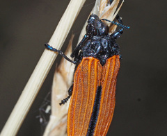 Castiarina nasuta