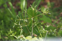 Osmorhiza aristata