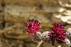 Centaurea rechingeri