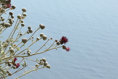 Centaurea rechingeri