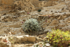 Centaurea rechingeri