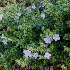 Barleria buxifolia