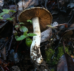 Cortinarius infractus