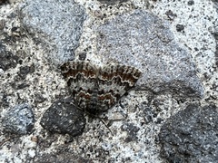 Paranotoreas brephosata