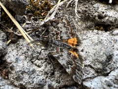 Paranotoreas brephosata