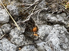 Paranotoreas brephosata