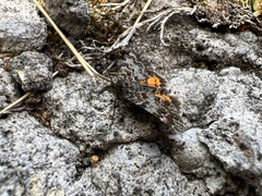 Paranotoreas brephosata