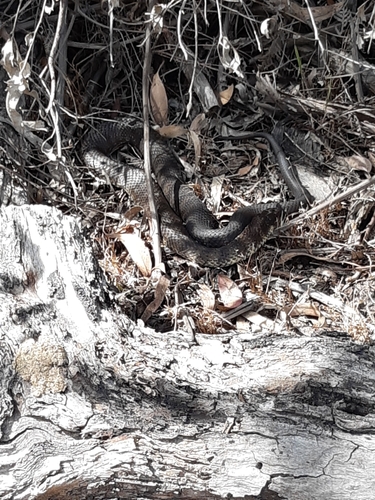 Tiger Snake sighting