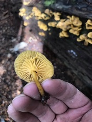 Chrysomphalina chrysophylla