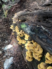 Chrysomphalina chrysophylla