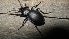 Carabus convexus