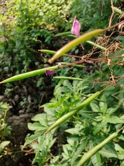 Cleome