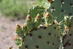 Opuntia