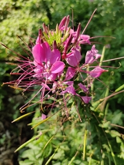 Cleome