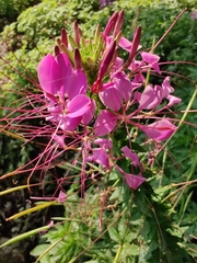 Cleome