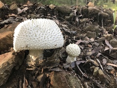 Amanita pyramidifera