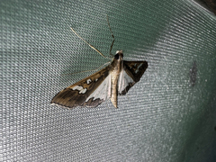 Glyphodes bivitralis