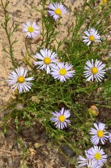 Brachyscome ciliaris ciliaris