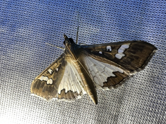 Glyphodes bivitralis