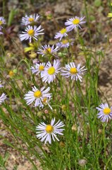 Brachyscome ciliaris ciliaris