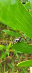 Gelidea torrida