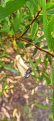 Gelidea torrida