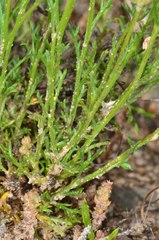 Brachyscome ciliaris ciliaris