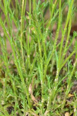 Brachyscome ciliaris ciliaris