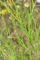 Brachyscome ciliaris ciliaris