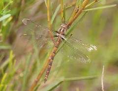 Austrocordulia refracta