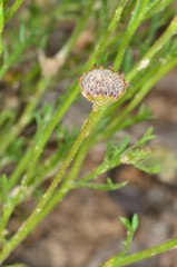 Brachyscome ciliaris ciliaris