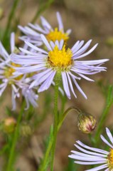 Brachyscome ciliaris ciliaris