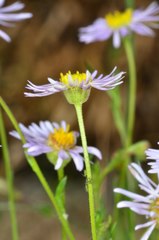 Brachyscome ciliaris ciliaris