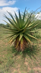 Aloe marlothii
