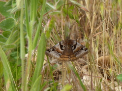 Euclidia ardita