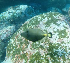 Meuschenia flavolineata